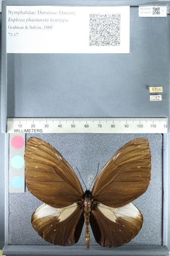 Media type: image;   Entomology 159053